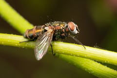 Entomophthoromycotina