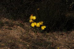 Lampranthus glaucus