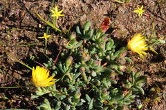 Lampranthus glaucus