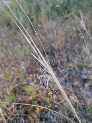 Stipa capillata