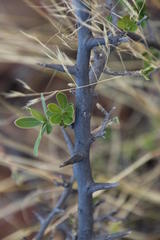 Diospyros lycioides lycioides