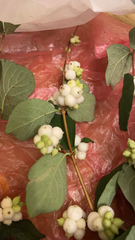 Symphoricarpos albus