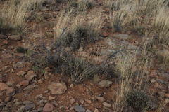Diospyros lycioides lycioides