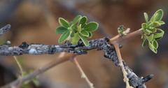 Diospyros lycioides lycioides