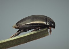 Agabus bipustulatus