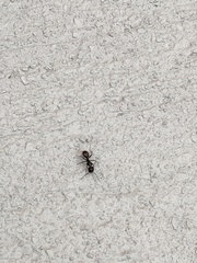 Camponotus pennsylvanicus