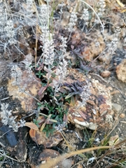 Thymus pannonicus