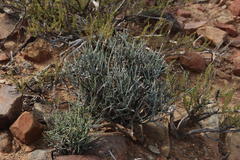 Lacomucinaea lineata