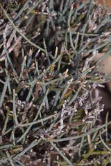 Lacomucinaea lineata