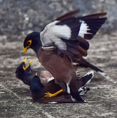 Acridotheres tristis