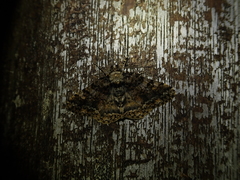 Alcis taiwanovariegata