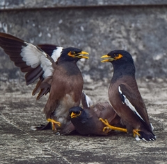 Acridotheres tristis