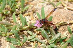 Delta dimidiatipenne