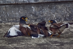 Acridotheres tristis