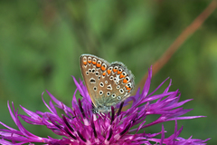 Polyommatus icarus