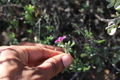 Delosperma multiflorum