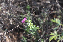 Delosperma multiflorum
