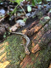Plethodon welleri