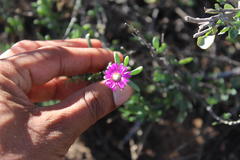 Delosperma multiflorum