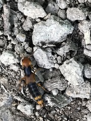 Dinothenarus chrysocomus