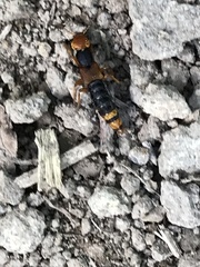 Dinothenarus chrysocomus