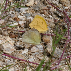 Abaeis mexicana