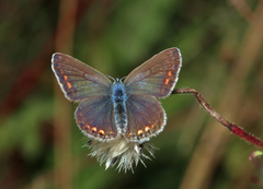 Polyommatus icarus