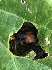 Dinothenarus chrysocomus
