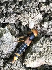 Dinothenarus chrysocomus