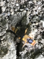 Dinothenarus chrysocomus