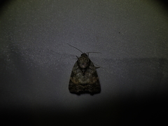 Blenina quinaria
