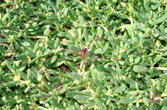 Delta dimidiatipenne