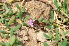 Delta dimidiatipenne