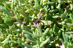 Delta dimidiatipenne