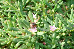 Delta dimidiatipenne