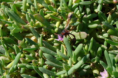 Delta dimidiatipenne