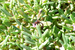 Delta dimidiatipenne