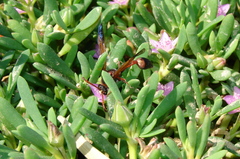 Delta dimidiatipenne