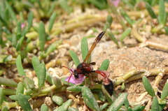 Delta dimidiatipenne