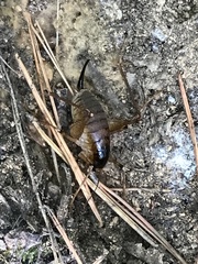 Diestrammena unicolor