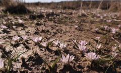 Lachenalia longituba