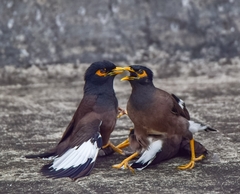 Acridotheres tristis