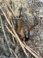 Diestrammena unicolor