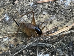 Diestrammena unicolor