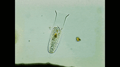 Amphorellopsis