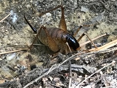 Diestrammena unicolor