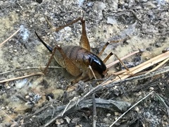 Diestrammena unicolor