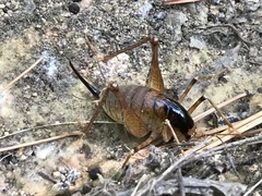 Diestrammena unicolor