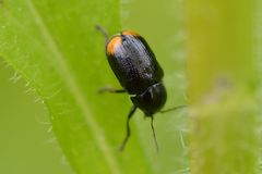 Cryptocephalus biguttatus