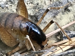 Diestrammena unicolor